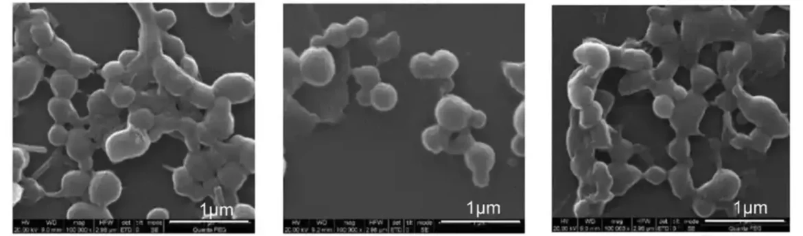 Efikasan sistem za isporuku proteina sa nanočesticama proteina svile u obliku pauka