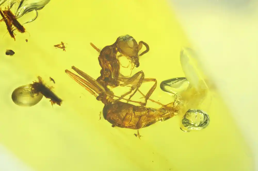 Istraživači otkrivaju da su mravi od pre miliona godina koristili iste čulne organe kao i savremeni mravi