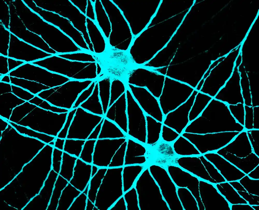Istraživanje neuronauke koristi matične ćelije da bi razumelo kako se neuroni povezuju i komuniciraju u mozgu