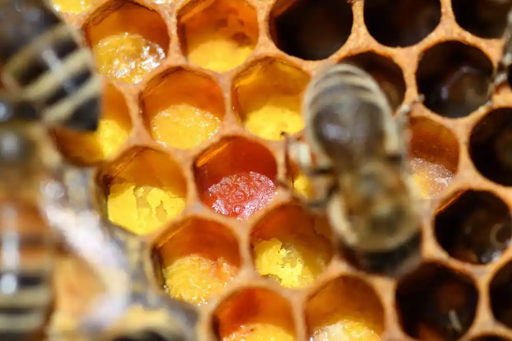 Kako zdravlje košnica medonosnih pčela može da utiče na ekološke politike u kanadskim gradovima