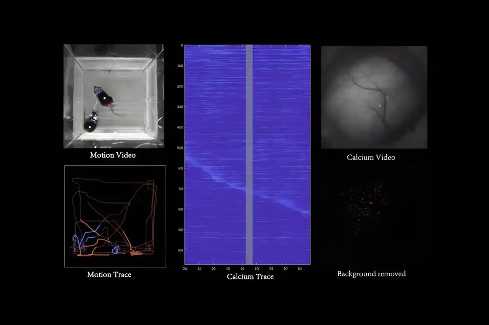 Lagani mikroskop snima veliku moždanu aktivnost miševa u pokretu