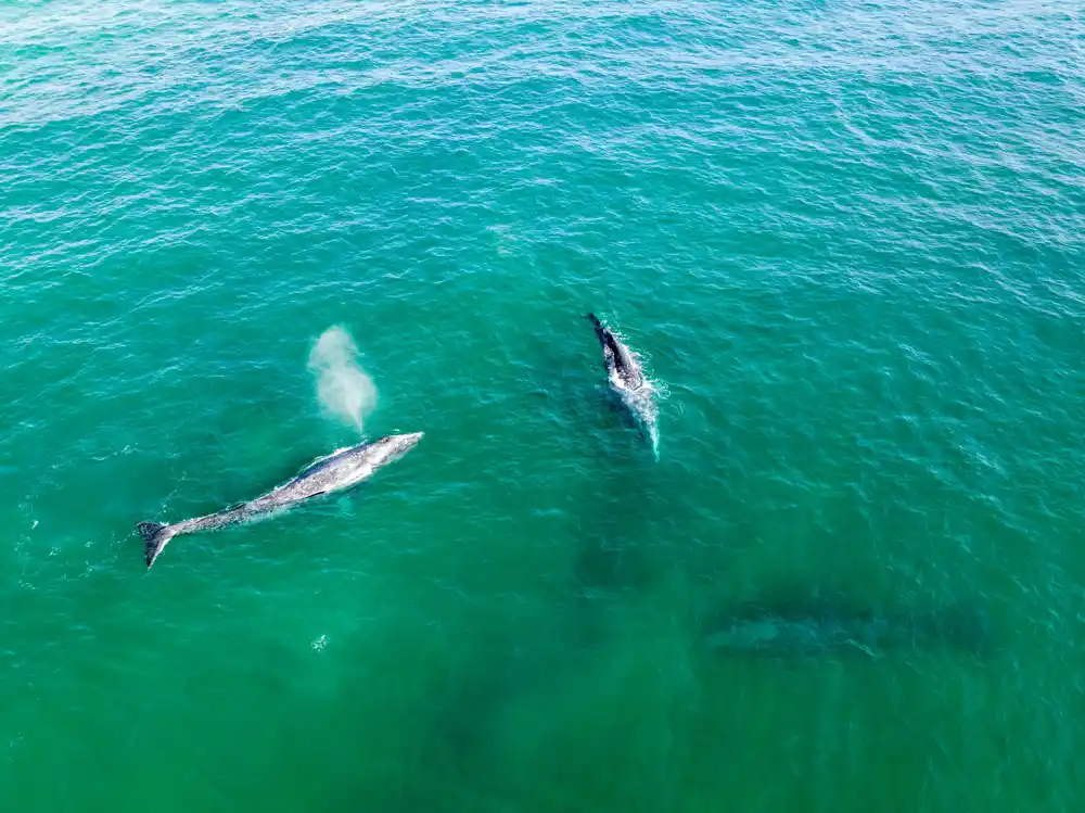 Misterija divljih životinja: Zašto sivi kitovi plivaju u zalivu San Franciska u sve većem broju?
