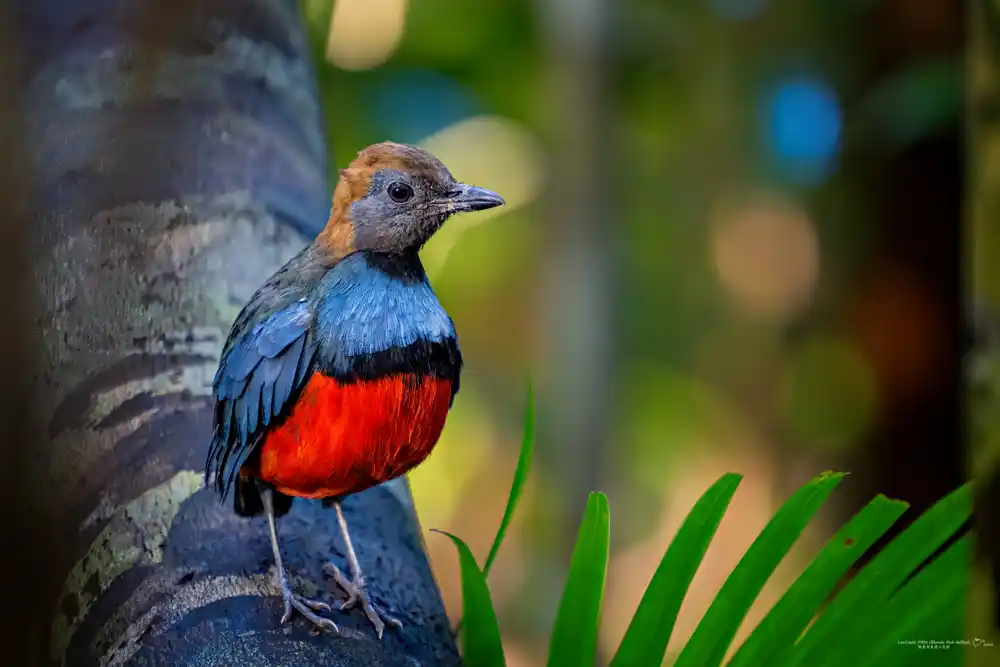 Naučnici kažu da će lista „izgubljenih“ ptica pomoći u zaštiti vrsta