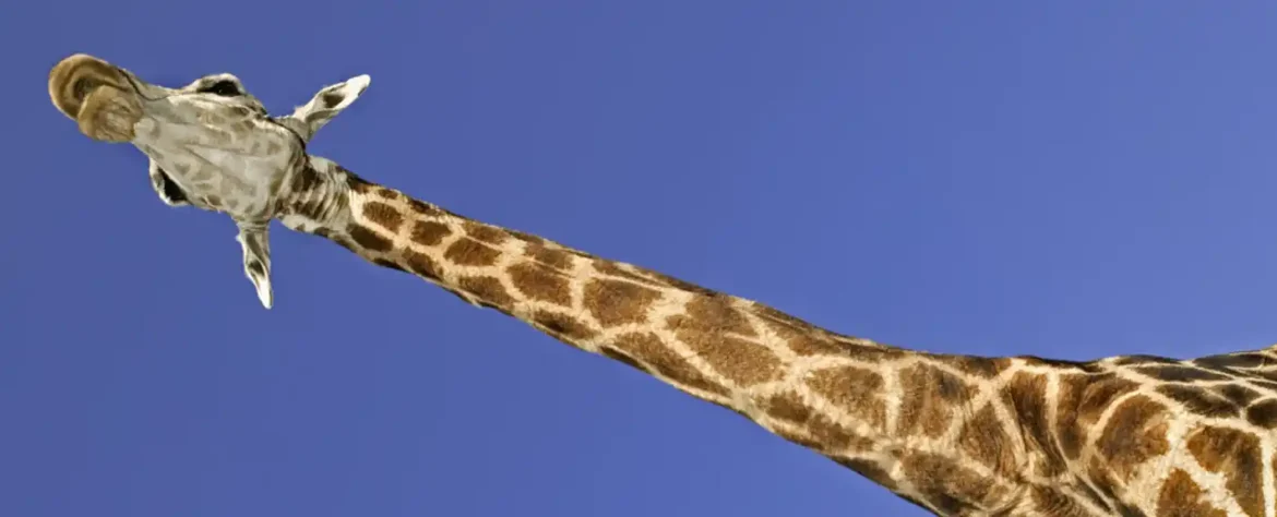 Novo otkriće menja sve što smo mislili da znamo o vratovima žirafe
