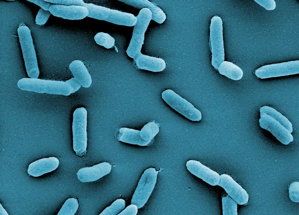 Otključavanje sveta bakterija: Istraživači uvode novi pristup kako bi bakterije učinile podložnim genetskom inženjeringu