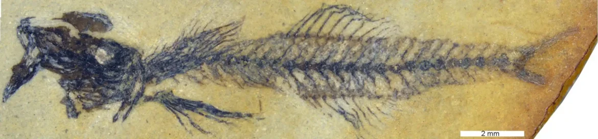 Paleontolozi identifikuju novi rod fosilnih riba