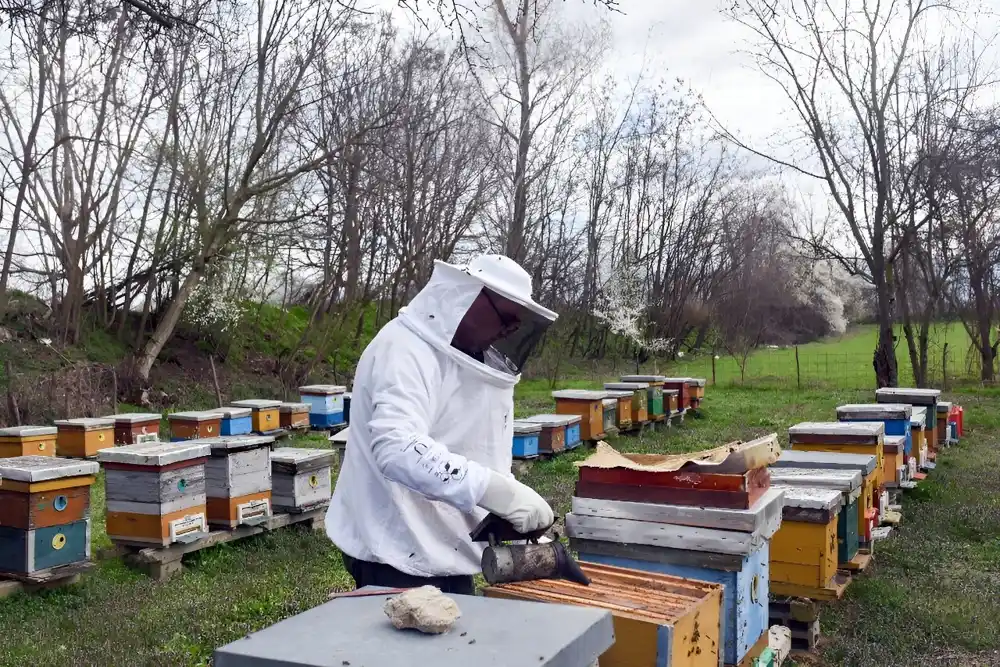 Pčelari Severne Makedonije suočavaju se sa izazovom klimatskih promena