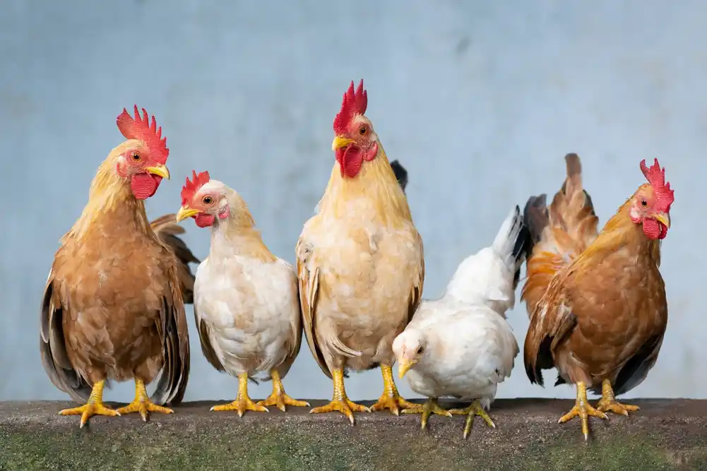 U Normandiji potvrđena epidemija ptičijeg gripa