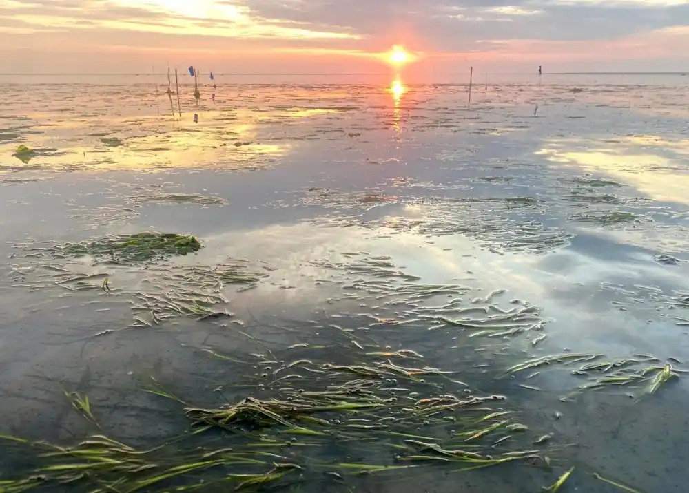 Pokretna morska trava za more otporno na klimu