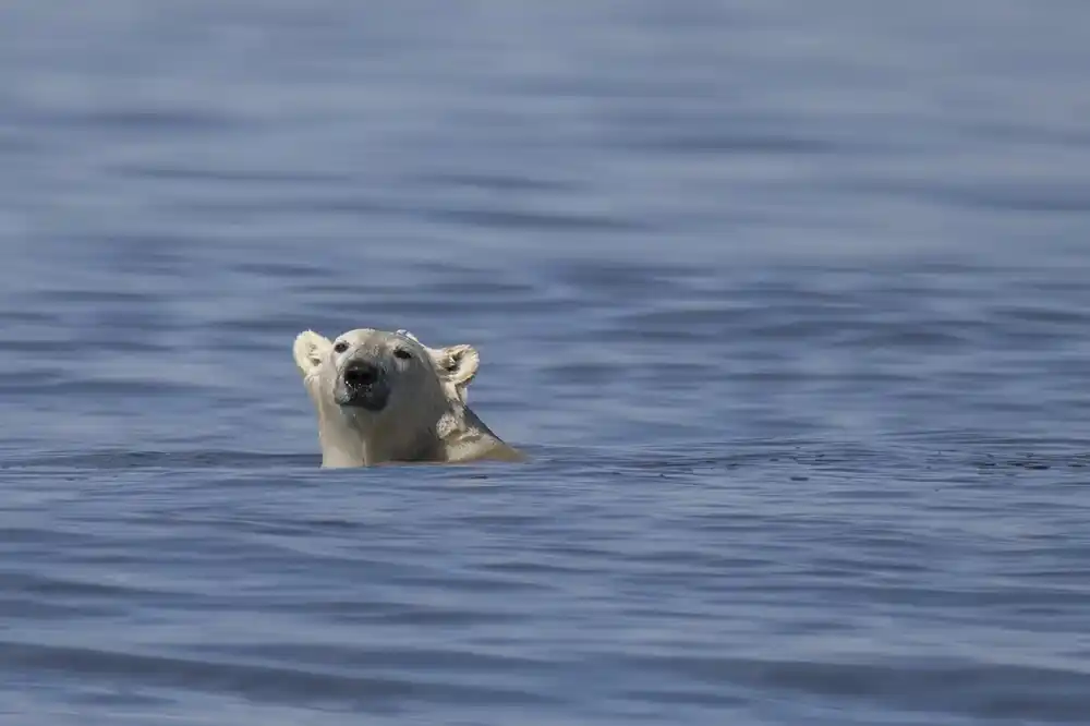 Polarni medvedi bi mogli da nestanu iz kanadskog zaliva Hadson ako temperatura poraste za 2 stepena