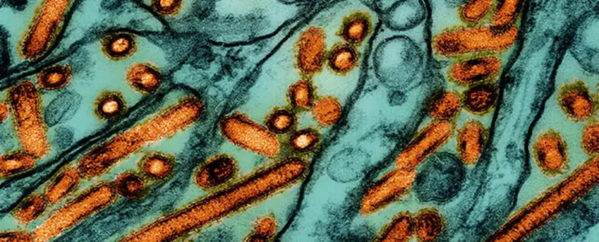 Ptičiji grip: Treći ljudski slučaj u SAD se pojavljuje nakon izbijanja mlečne goveda