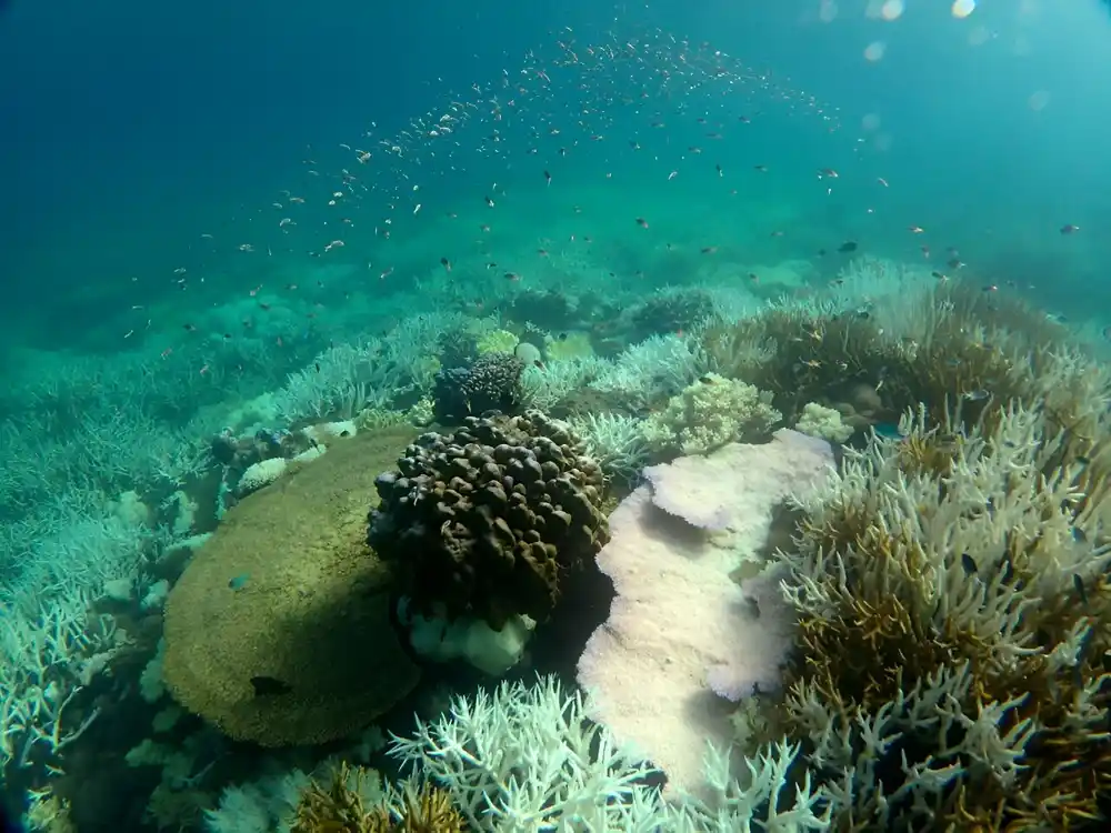 Razorno izbeljivanje korala će biti češće, početi ranije i trajati duže osim ako ne smanjimo emisije
