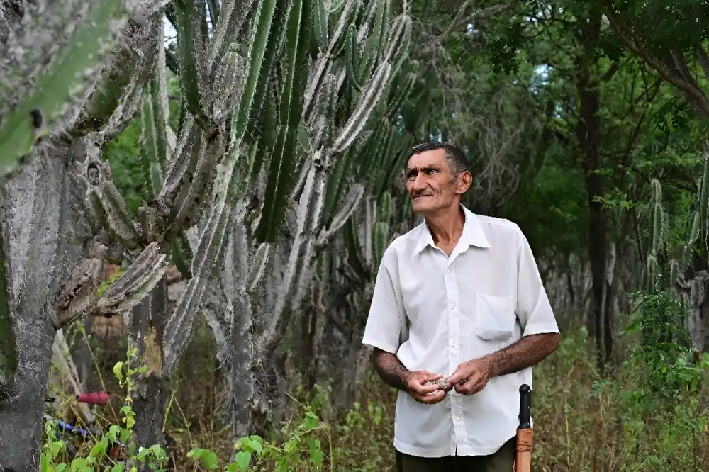Brazilski farmeri se bore protiv dezertifikacije autohtonim kaktusima