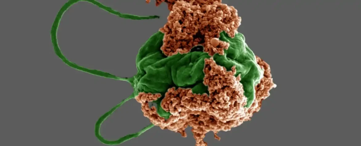 Sićušni mikroroboti algi mogu da transformišu lečenje raka pluća