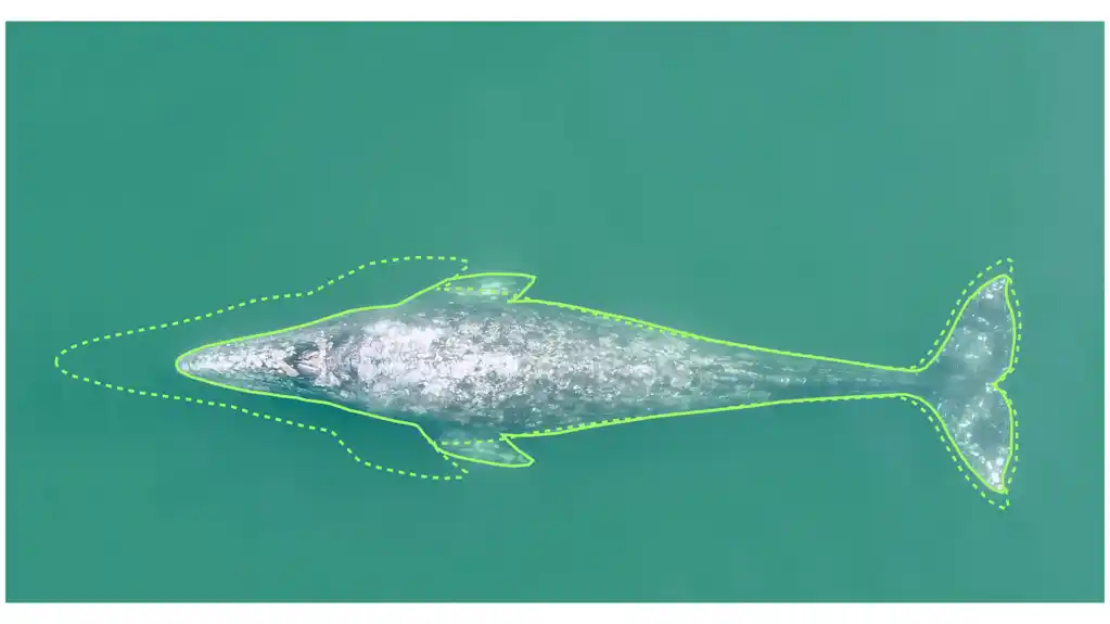 Sivi kitovi na pacifičkoj obali postali su 13% kraći u poslednjih 20-30 godina