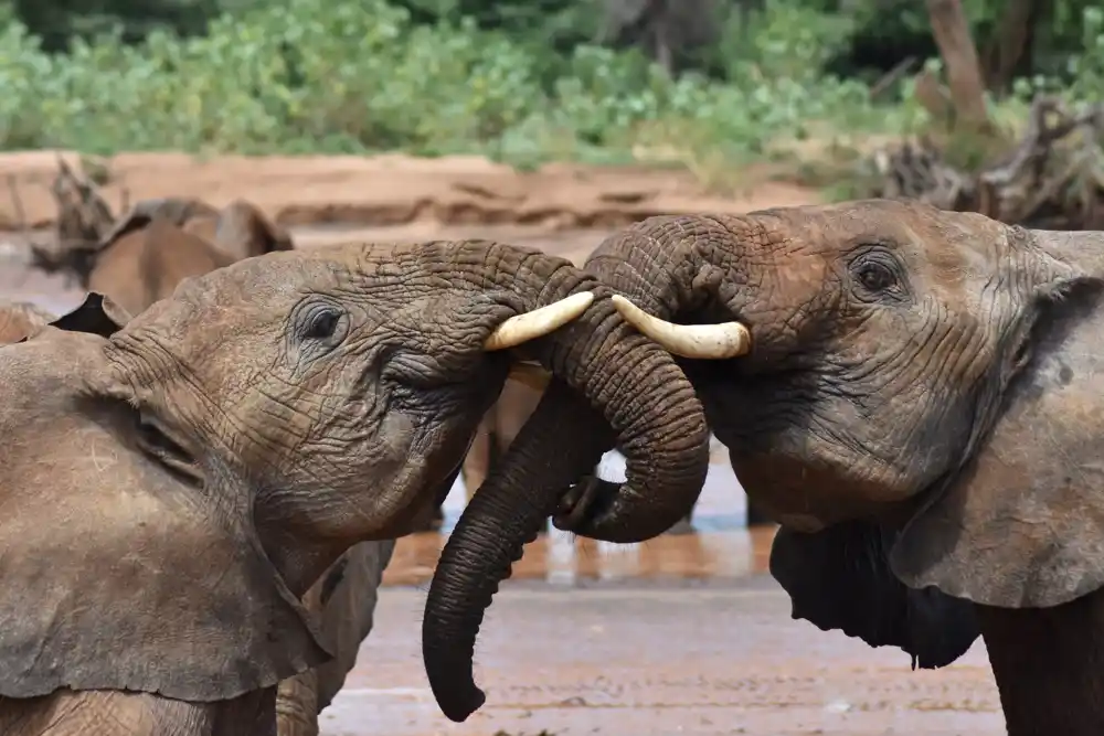 Slonovi imaju imena jedni za druge kao i ljudi, pokazuje nova studija