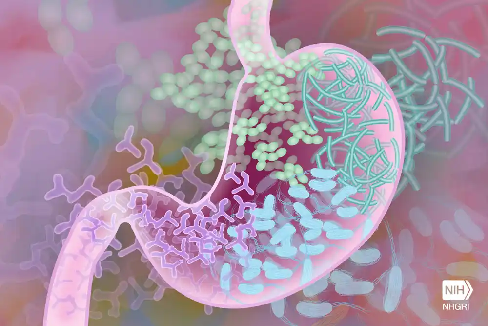 Identifikovane bakterije u crevima povezane sa zavisnošću od hrane i gojaznošću