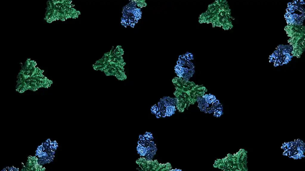 Studija otkriva kako antitelo mAb 77 neutrališe virus malih boginja