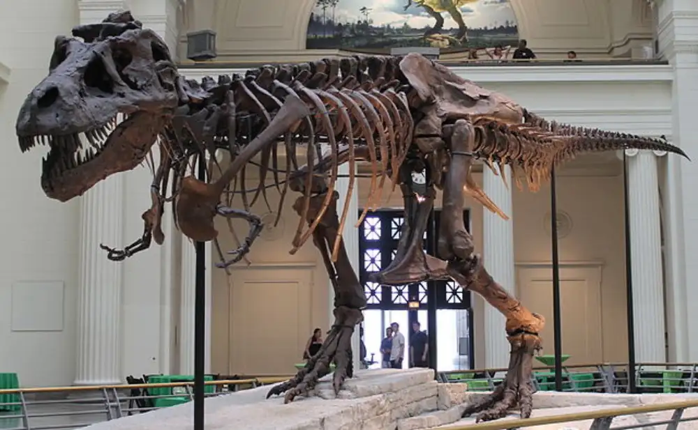 Tri dečaka pronašla fosil T. reksa u Severnoj Dakoti, muzej u Denveru radi na tome da ga u potpunosti otkrije