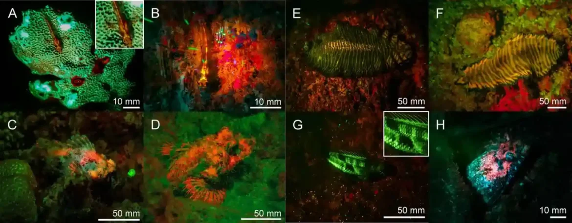 Tim biologa otkriva fluorescenciju kod 27 morskih stvorenja