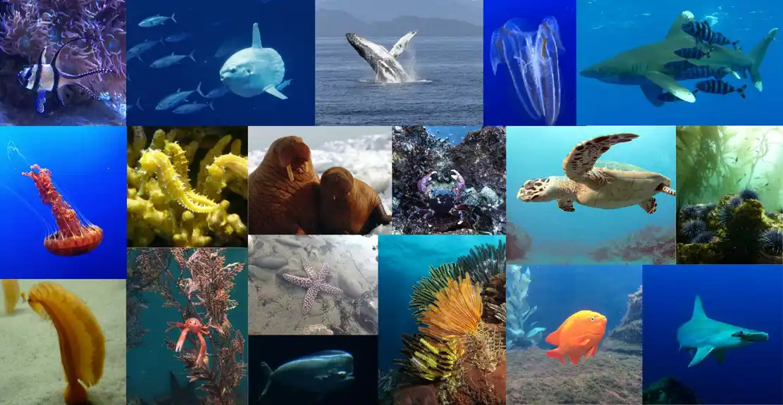Istraživači predlažu tržišni pristup za postizanje ciljeva očuvanja okeana