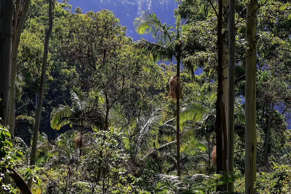 Zaustavljanje seče autohtonih šuma pomoglo bi australskim klimatskim ciljevima mnogo više od sadnje drveća