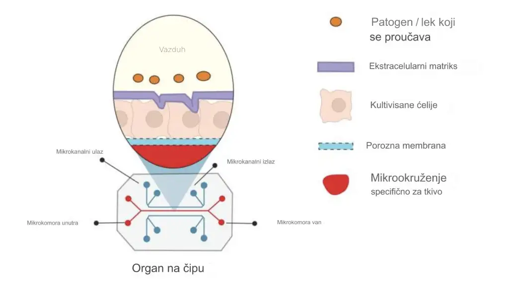 Organi na čipovima pružaju uvid u molekularne mehanizme bolesti, olakšavaju dizajniranje novijih strategija lečenja