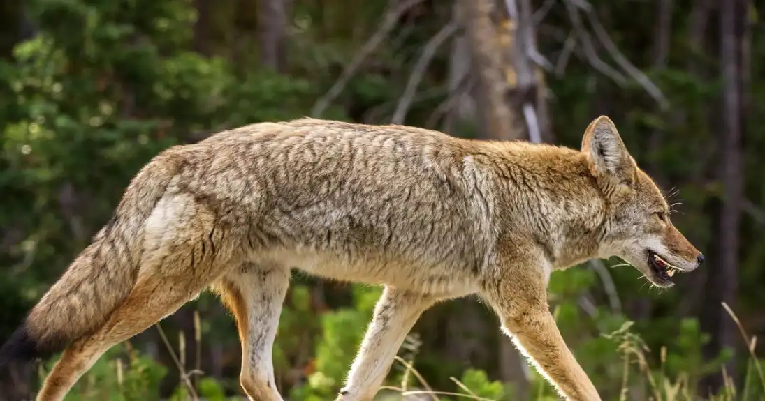 Policajci ubili 3 kojota u Botaničkoj bašti San Franciska nakon napada na petogodišnju devojčicu