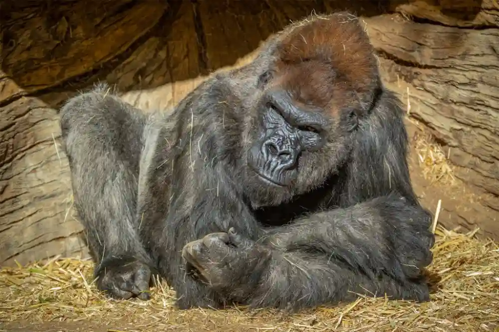 Voljena gorila u safari parku u zoološkom vrtu San Dijega eutanazirana u 52. godini