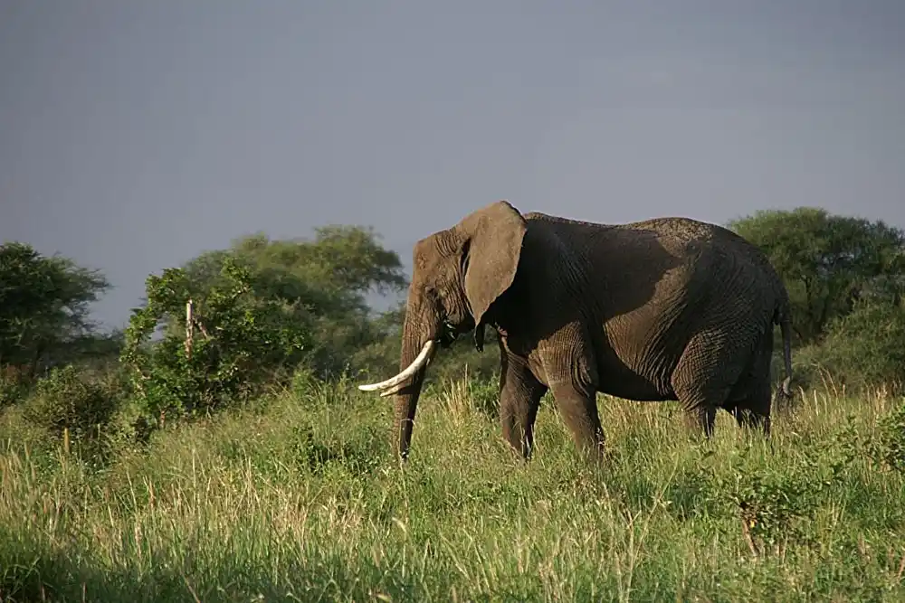 Angažovanje očuvanja u Africi: Menadžment NVO smanjuje krivolov i podstiče turizam, ali povećava rizik za civile