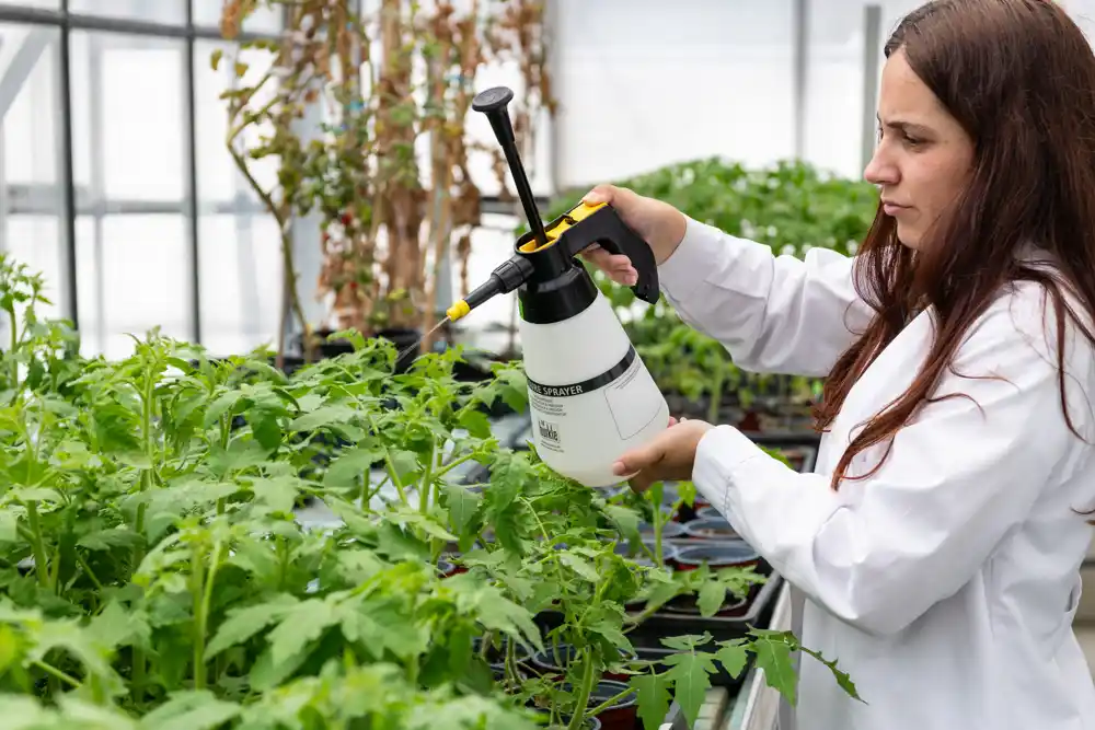 Novo isparljivo jedinjenje štiti biljke od opasnih bakterija i poboljšava održivost u poljoprivredi
