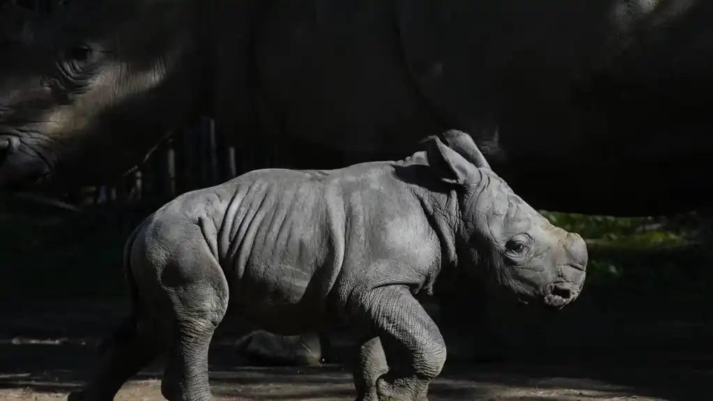 Beli nosorog rođen u čileanskom zoološkom vrtu, podstičući skoro ugrožene vrste