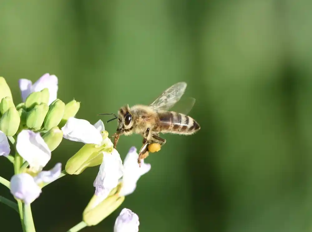 Da bi se sačuvale pčele, naučnici kažu da se prvo treba fokusirati na stanište, a zatim na pesticide