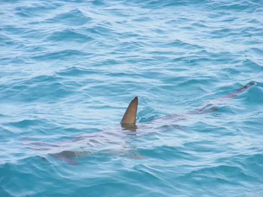 Surfer verovatno stradao u napadu ajkule u Južnoj Australiji