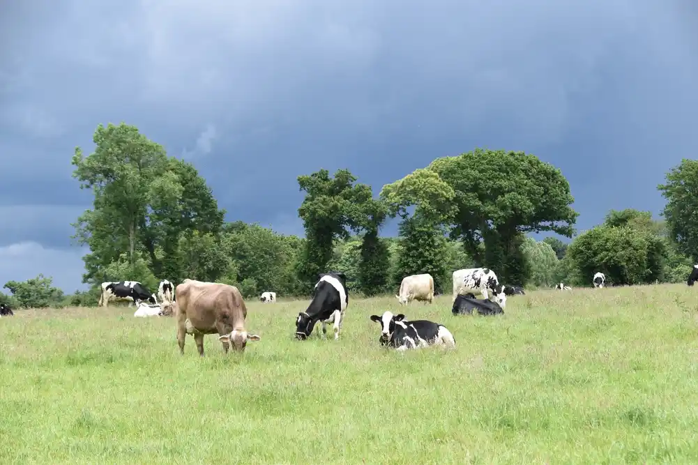 Finska nudi farmerima vakcine protiv ptičijeg gripa, stručnjaci kažu da bi i SAD trebalo