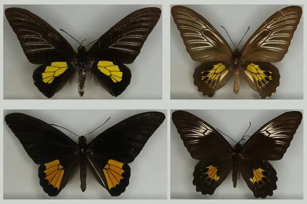 Istraživanja pokazuju da su Darvin i Volas u pravu u vezi sa evolucijom leptira