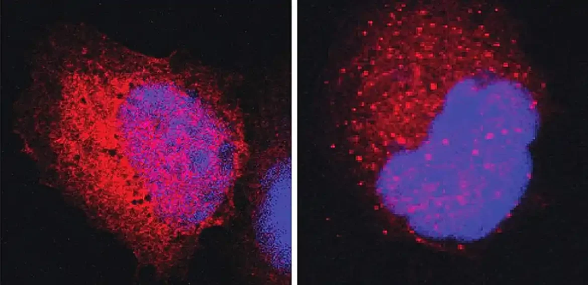 Kako se proteini čuvari menjaju od inhibitora do promotera raka