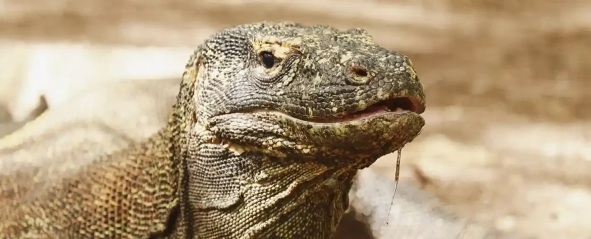Komodo zmajevi otkrivaju tajne gvozdenih zuba: Nova istraživanja osvetljavaju drevne predatore