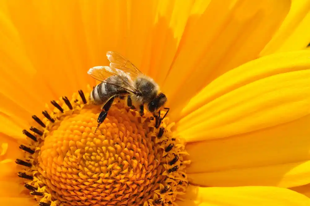 Medonosne pčele glasaju za odlučivanje o mestima gnezda