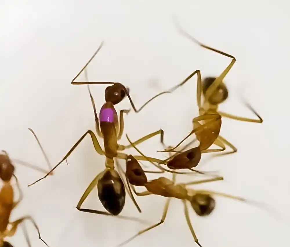 Mravi izvode amputacije da bi spasili povređene prijatelje