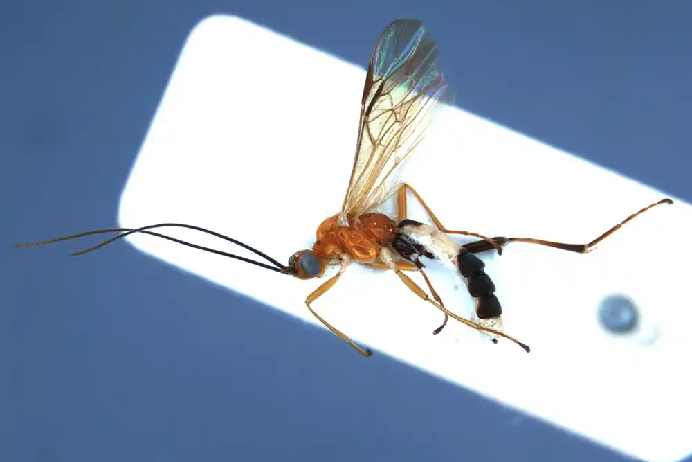 Naučnici odaju počast teniserima novim vrstama insekata nazvanim po njima