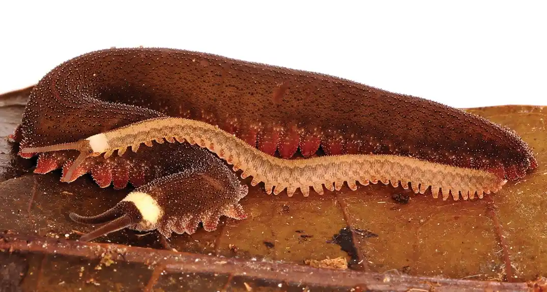 Naučnici otkrivaju novu vrstu baršunastog crva u Ekvadoru