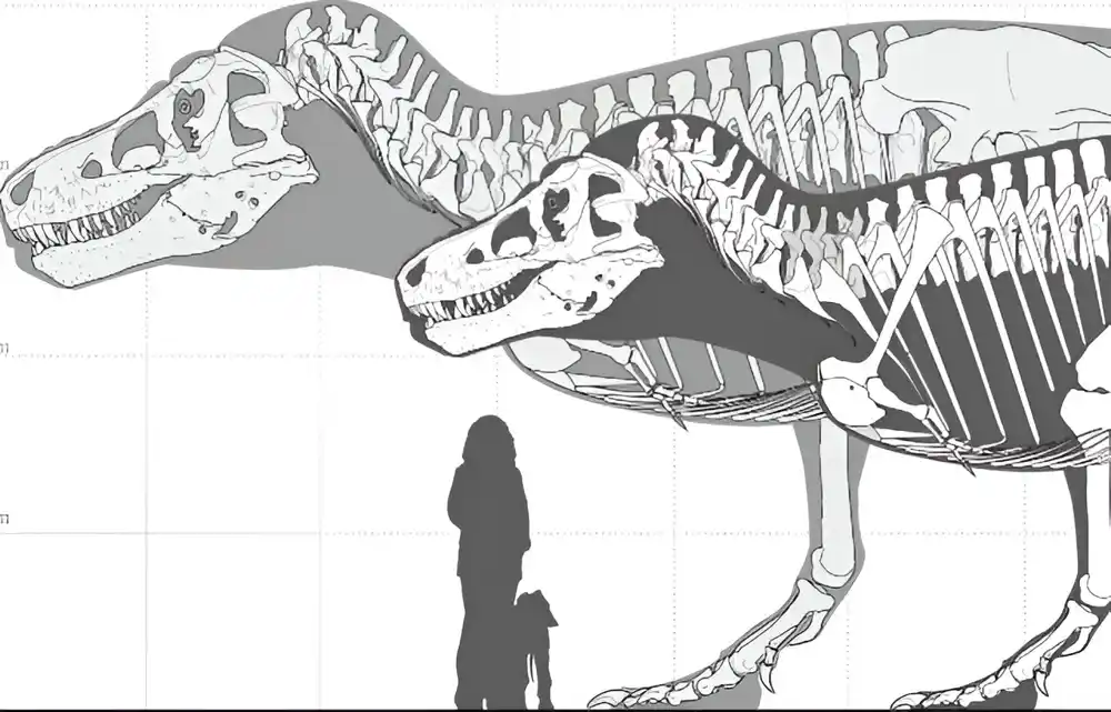 Nova studija sugeriše da su najviše dinosaurusi verovatno bili još veći nego što smo mislili