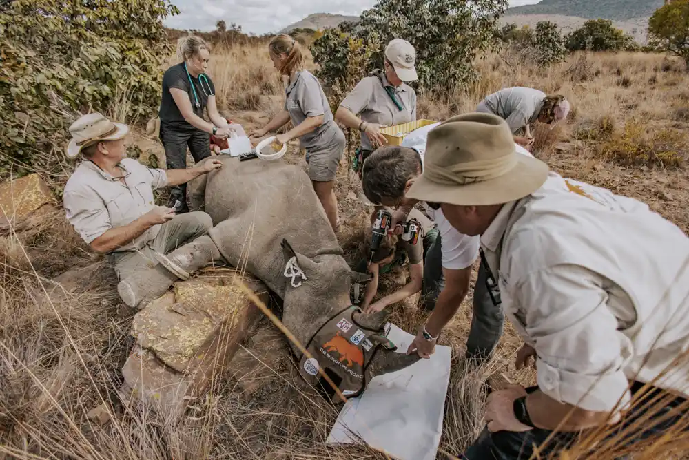 Nov način za spas nosoroga: ubacivanje radioizotopa u 20 živih nosoroga