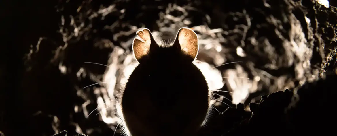 Promena jednog gena omogućila je miševima bolji sluh