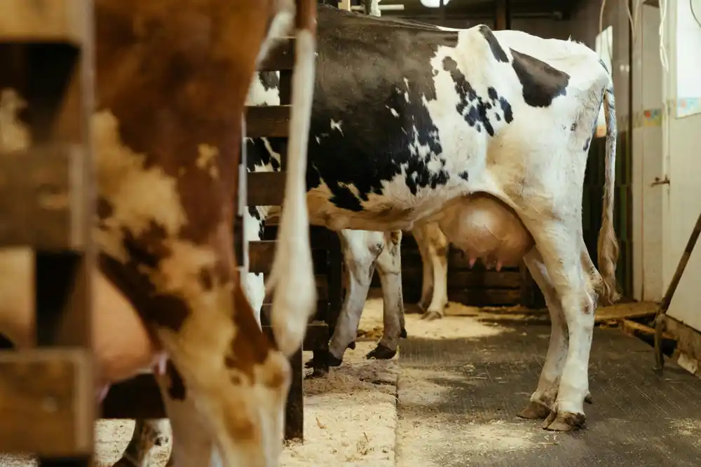 SAD prijavile četvrti slučaj ptičjeg gripa kod ljudi povezan sa farmama krava