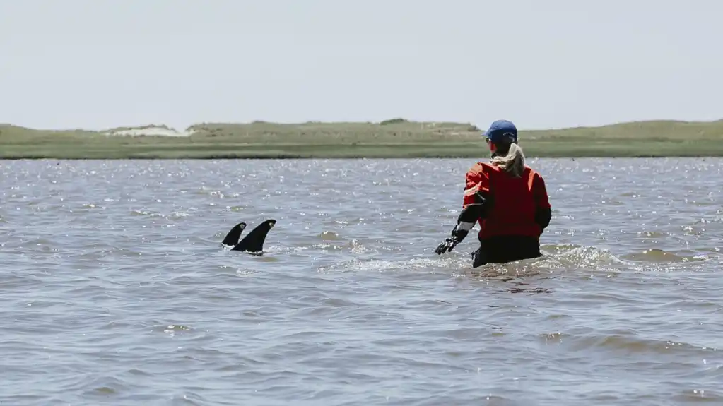 Dramatično spasavanje delfina na Kejp Kodu: Preko 100 životinja vraćeno u sigurne vode