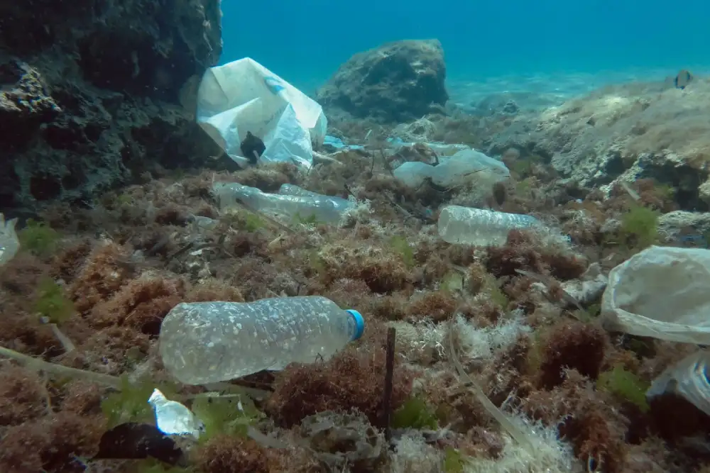 Sredozemno more puno plastike: Ugrožen životinjski svet, ali i ribolovci