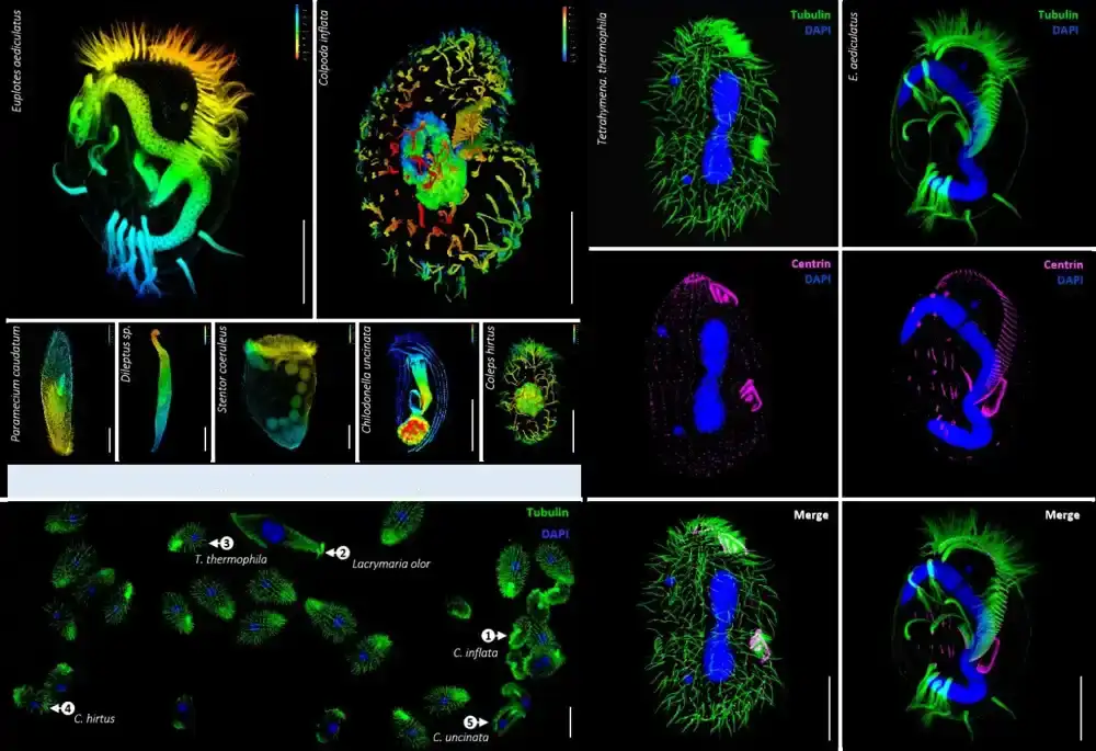 Studija cilijarnih eukariota nudi jednostavnu, svestranu metodu za bojenje tubulina