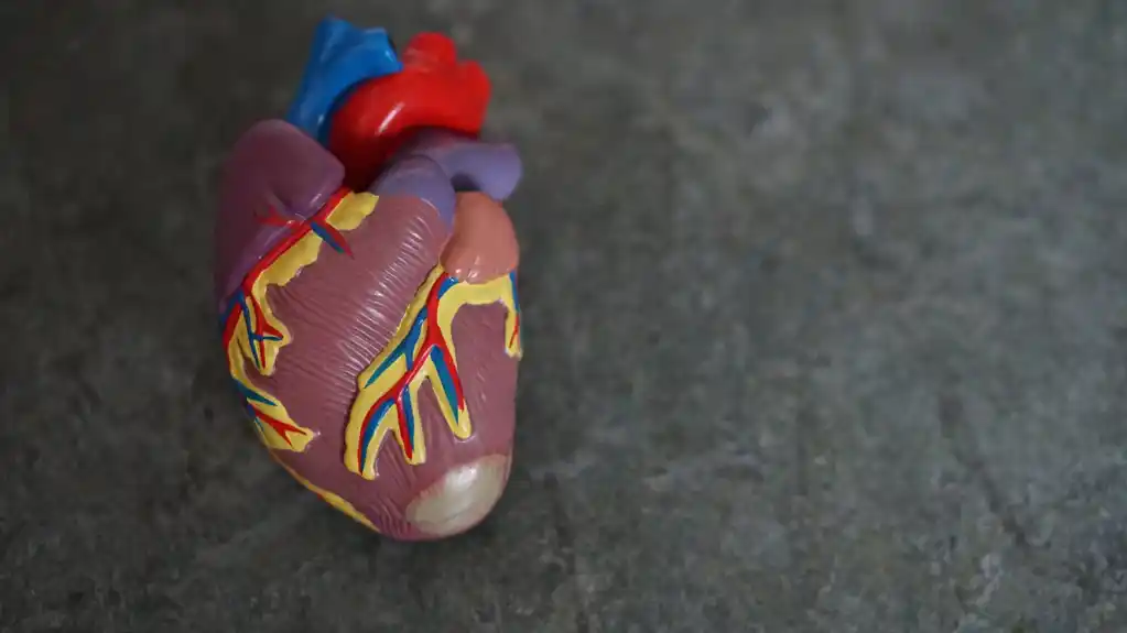 Studija na miševima otkriva da povećanje srčanih ketona može pomoći u lečenju srčane insuficijencije